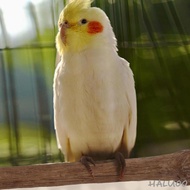 [Haluoo] Heated Bird Perch Bird Cage Accessories Bird Cage Heater Bird Warmer Parrot Stand for Large Small Medium Canaries Cockatiel