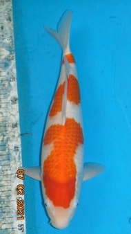 ikan Koi Import kohaku 2