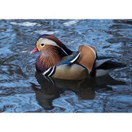 World of birds from Algeria