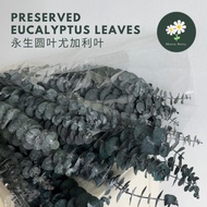 Preserved Eucalyptus leaves Preserved Eucalyptus leaves