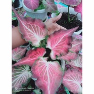 tanaman hias caladium/keladi hias/caladium pink ramla