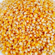 Biji Jagung Popcorn Mennel Bigball Mushroom USA 200 Gr
