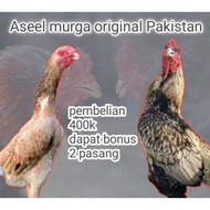 telur fertil ayam Bangkok aseel murga aduan