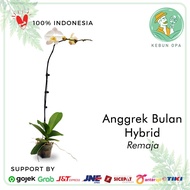 Anggrek Bulan Phalaenopsis Hybrid Usia Remaja