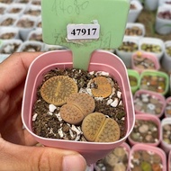 Free Shipping over 38 Yuan Cute#47917