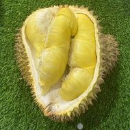 Makania- durian montong palu parigi utuhan/butiran