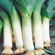 100 Benih Bibit Biji - Daun Bawang Prei Jumbo Giant Leek Seeds