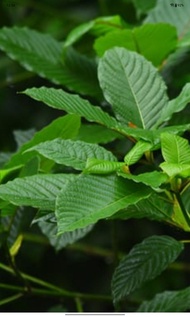 Daun Hijau balut