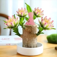 [Easter's Gift]Brazilian Wood Plant,Fortune Brazil Wood Potted Plant,Brazilian Wood Hydroponic Plant