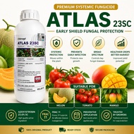 KIMAGRI Atlas 23SC 1L Azoxystrobin 23% Racun Kulat Antraknos Fungicide 杀菌剂 炭疽病