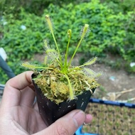 Drosera capensis var.alba 'Albino' | CatchyFlora