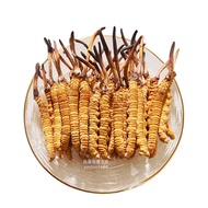 Cordyceps Sinensis ใน Naqu Xizang Tibet Naqu Cordyceps Sinensis