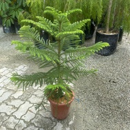 GPS Green Plant Society Live Tree Araucaria heterophylla Hong kong pine 3ft 南洋杉