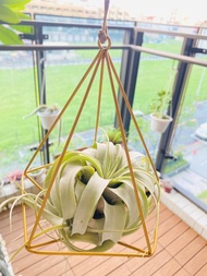 霸王空氣鳳梨  空間佈置 交換 畢業禮物(含植物)