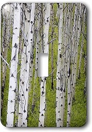 3dRose lsp_91631_1 Grove of Aspen Trees Near East Glacier Montana Us27 Cha0803 Chuck Haney Single To