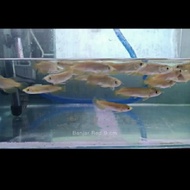 ikan Arwana Red Banjar ( 11 - 12 ) cm