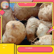 umbi gembili ubi gembili per 5 kg