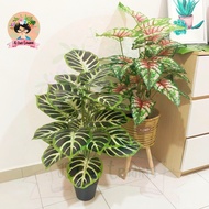 Premium Pokok Hiasan Viral/80cm/Artificial/24pcs Leaf/Pokok Monstera Albo/Pokok Monstera/Pokok Keladi/Pokok Daun/