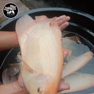 Indukan Gurame Padang/ Soang Unggul