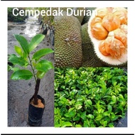 benih pokok cempedak durian hybrid