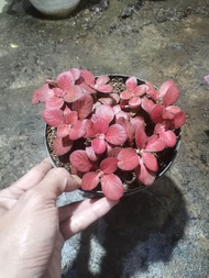 promo tanaman mutiara mini fitonia merah p15