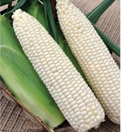 5PCS-100% Cameron Highland Fresh White Corn/ Susu Jagung Segar Grade AA , A & B