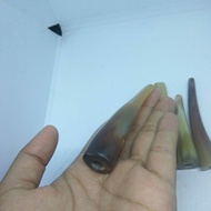 once pirok tanduk kerbau bule kimcil 6cm lubang multifungsibahan tanduk kerbau bulepanjang 6cmlubang