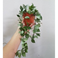 Rare Hoya krohniana eskimo