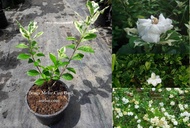 MDC- Variegated Cape Jasmine Sapling (Anak Pokok Bunga Cina berlapis Batik) Anak Pokok Tanaman Benih Garden Seed Seeds