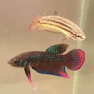 Betta Imbellis Pair Ikan Laga Kampung sepasang