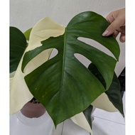 The Jungle Home : Monstera Borsigiana Albo Variegata (SG SELLER)