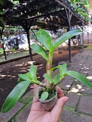 Tanaman Hias Anggrek Dendrobium Mini