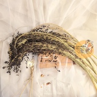 HITAM 100gr BLACK SORGHUM SUDANGRASS 100GRAM BLACK SORGUM STALK CAMILAN HAMSTER ENRICHMEN KANDNAG HA