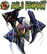 ikan hias aquascape layang manfish belang hitam marble kecil