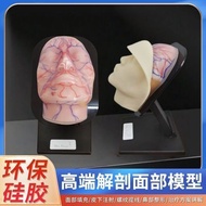 Silicone Head Model micro-plastic Head Model micro-plastic Head Model micro-plastic Head Model202608