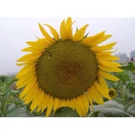 Benih Bunga Matahari Besar Edible 15pcs/食用向日葵籽