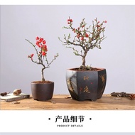 Balcony Japanese Longevity Crown Double Petal Begonia Flower Potted Plant Flower Old Stump Easy to G