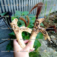 HIASAN DINDING Kalimantan dayak mandau handle wall decoration