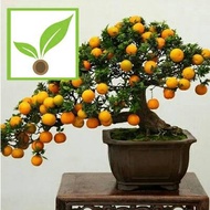 benih/biji/bibit bonsai jeruk leamon(chinesse)