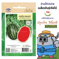 CHIATAI 🇹🇭 ผักซอง เจียไต๋ F037#แตงโม ซอนญ่า F1  ประมาณ 10เมล็ด เมล็ดพันธุ์ผัก เมล็ดผัก เมล็ดพืช ผักสวนครัว