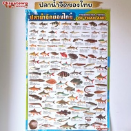 โปสเตอร์🧧ปลาน้ำจืด ✅ ภาษาไทยเบื้องต้น กขค ก.ไก่ ก-ฮ เสริมพัฒนาการ เตรียมอนุบาล อนุบาล นิทานอีสป นิทาน บวกลบเลข poster