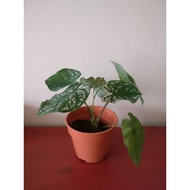 Caladium White Christmas