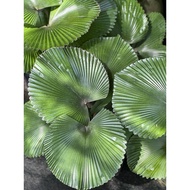 TKP, Licuala Cordata , Dwart Fan Palm , Indoor Plant , Rare Plant , unique Plant , Real Live Plant ,