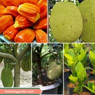 Anak Pokok Nangka ISI  MERAH Madu HYBRID THAILAND Buah Buahan Fruits Live Plant [WEST MALAYSIA ONLY]