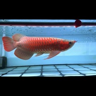 Ikan arwana super red 40cm up merah