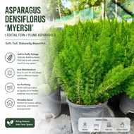 TKL - Asparagus Densiflorus Myersii (Foxtail Fern) Plume Asparagus  狐尾天门冬/狐狸尾