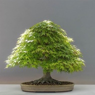 Biji Pohon Bonsai Maple Green - Bibit Pohon Bonsai Maple Hijau -