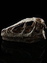 動物頭骨模型-安德氏原角龍頭骨-恐龍骨骼-樹脂頭骨