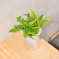 波士頓腎蕨 免澆水盆栽 室內植物 觀葉植物 禮物 辦公室小物