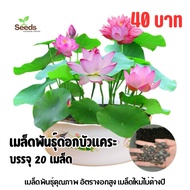 Dwarf Lotus Seeds (Mini Lotus) 20